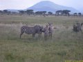Kenya Safari Tsavo Est et Ouest 019